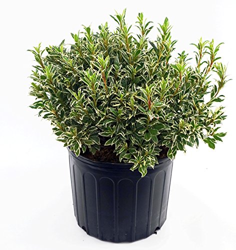Arctic Rose Azalea in black gardening pot