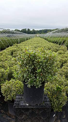 Arctic Rose Azalea in nursery