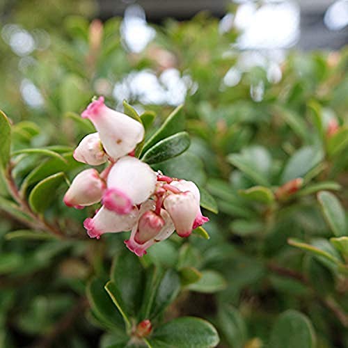 Arctostaphylos Massachusetts Hybrid