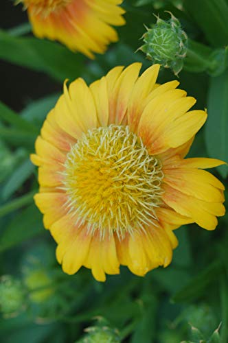 Arizona Apricot Blanket Flower yellow flower close up