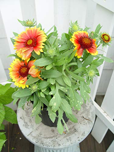Arizona Sun Blanket Flower outdoor garden