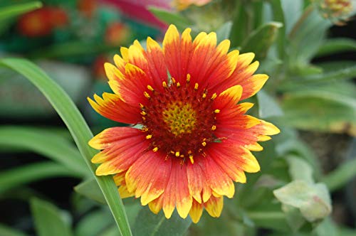 Arizona Sun Blanket Flower yellow flower with red in center