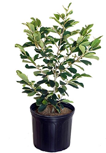 Arnolds Promise Witch Hazel in black planter