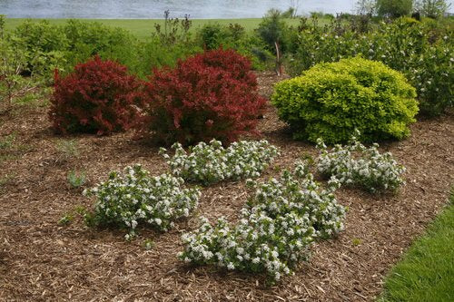 Aronia Low Scape Mound in garden setting, showing natural shape and flowering habit.