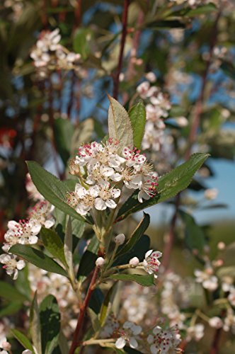 Aronia arbutifolia Brilliantissima