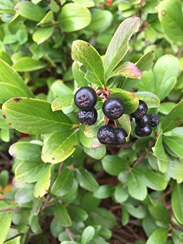 Proven Winners Low Scape Mound Aronia