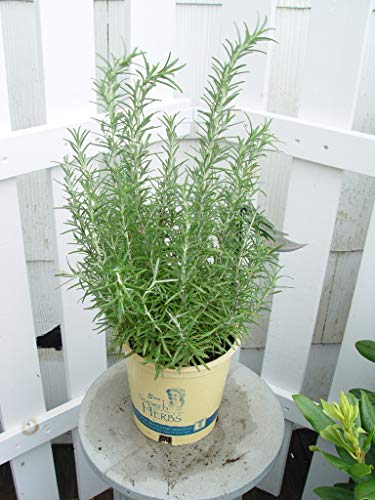 Arp Rosemary herb plant with roots and soil visible in pot