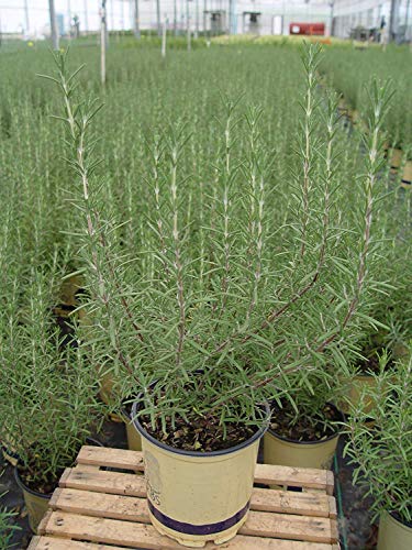 Arp Rosemary plant angled view highlighting upright growth