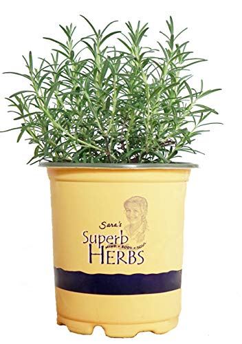 Arp Rosemary plant in container showing full foliage
