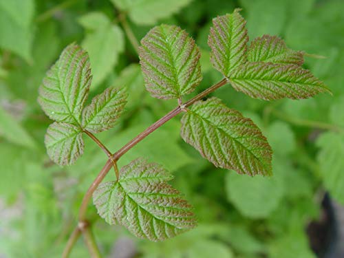 Aruncus dioicus