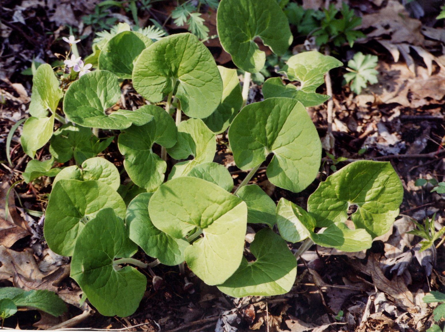 Asarum canadense