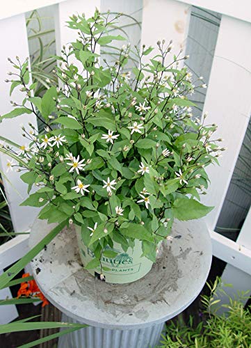 Aster divaricatus