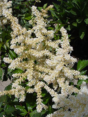 Astilbe ‘Deutschland’ plant highlighting textured foliage and developing blooms
