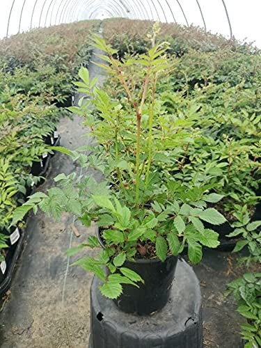 Astilbe Japonica ‘Deutschland’ showing cluster of upright white blooms