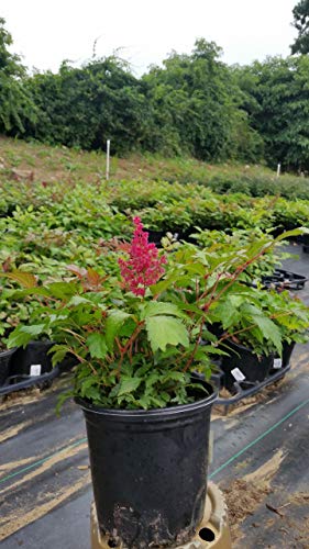 Astilbe arendsii ‘Fanal’ perennial plant displaying vibrant ornamental deep red blooms and finely divided foliage