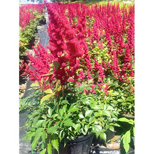 Astilbe arendsii ‘Fanal’ perennial plant with deep red feathery flower plumes above green foliage on white background