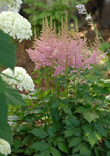 Astilbe chinensis Visions in Pink