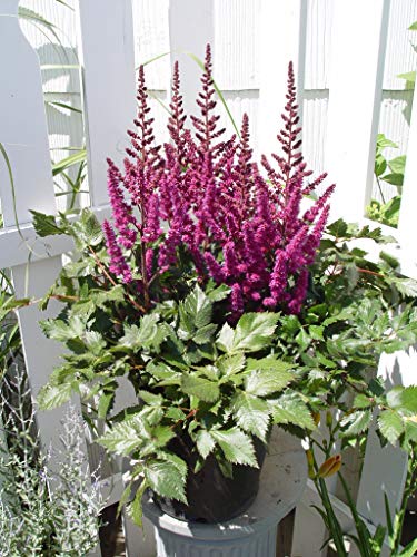 Astilbe chinensis Visions in Red plant close‑up with dark pink‑red flowers