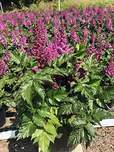 Astilbe chinensis Visions plant with raspberry‑pink flower plumes