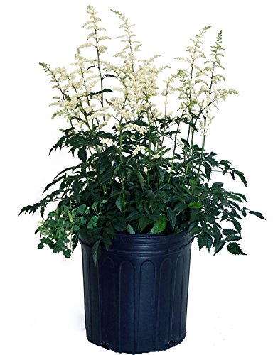 Astilbe japonica ‘Deutschland’ potted plant
