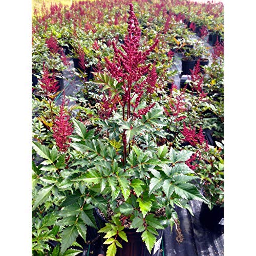 Astilbe japonica ‘Montgomery’ perennial with red flower spikes and lush foliage