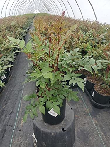 Astilbe japonica ‘Montgomery’ plant in a nursery pot showing deep red plume‑like flowers against green foliage