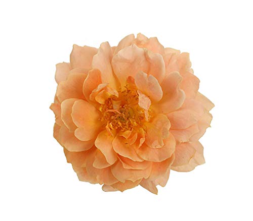 At_Last_Rose flower close up