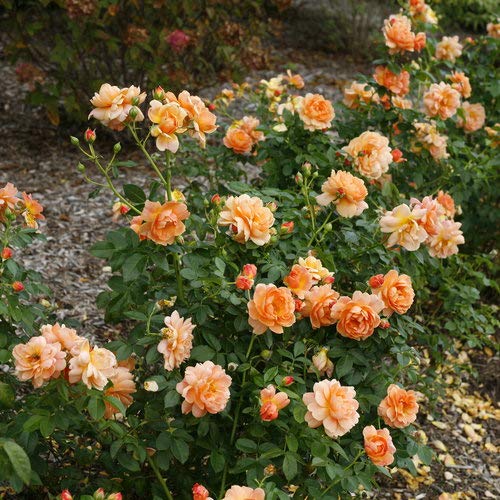 At Last® rose cluster blooming with bright orange blossoms in garden setting.