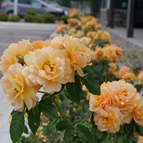 At Last® rose showing overall shrub shape with multiple stems and orange blossoms balanced across green foliage.