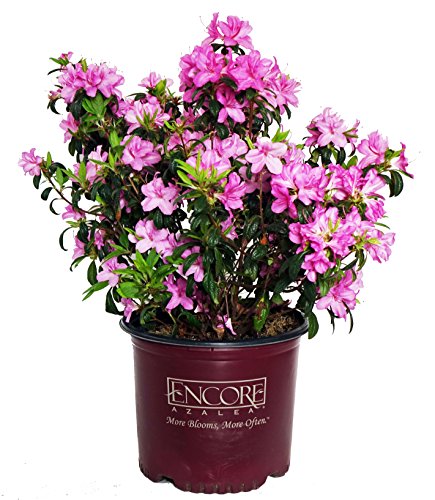 Autumn Twist® Reblooming Azalea in branded pot