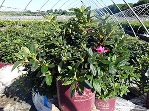 Autumn Twist® Reblooming Azalea in nursery