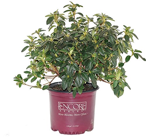 Autumn Twist® Reblooming Azalea in pot