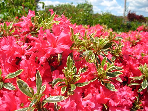 Azalea Arctic Rose