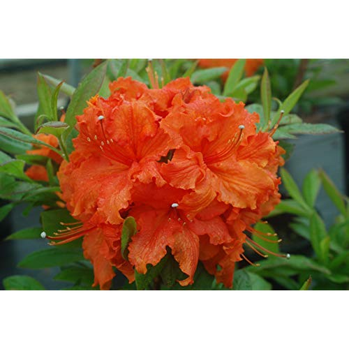 Azalea 'Gibraltar'