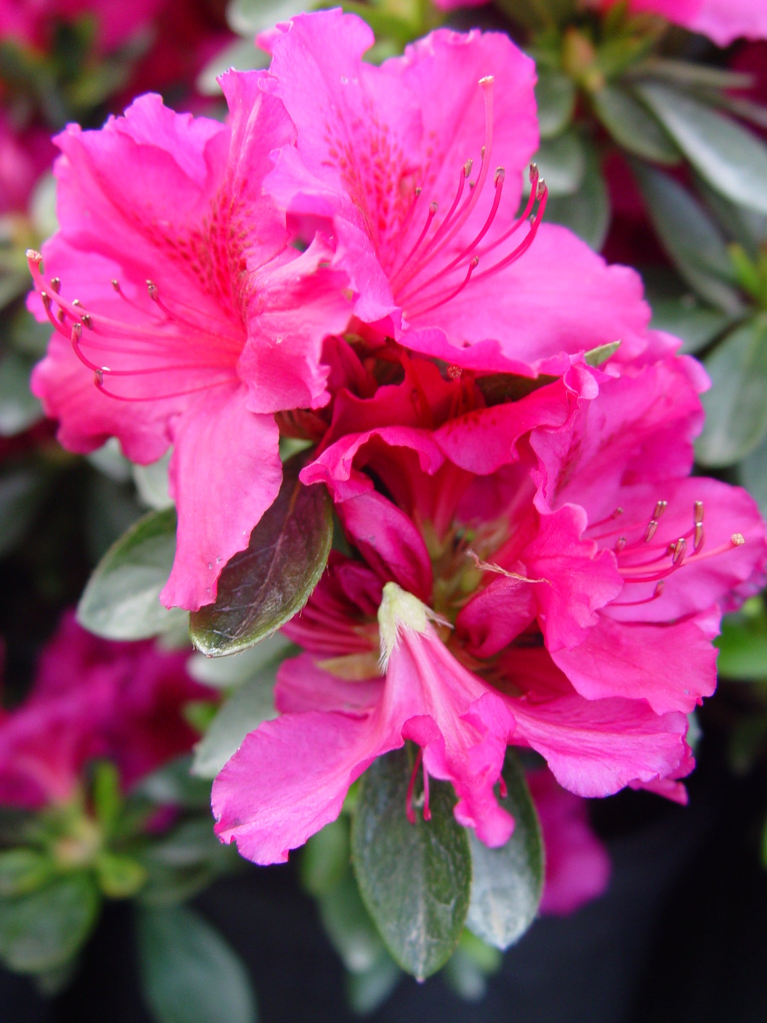 Azalea Girards Crimson
