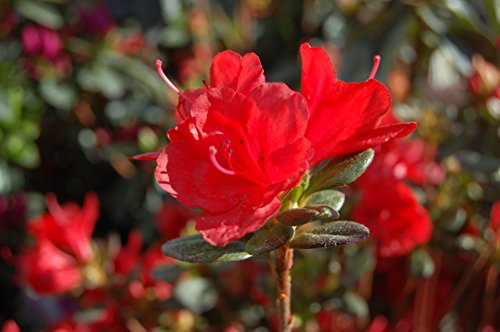 Azalea Stewartstonian full‑plant view