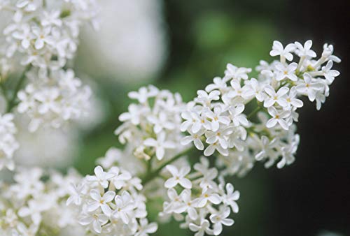 Azalea vulgaris x Primrose