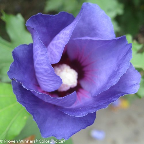 Azurri Blue Satin® Rose of Sharon flower petal close up