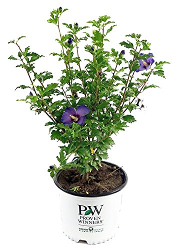 Azurri Blue Satin® Rose of Sharon in pot