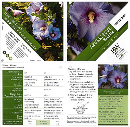 Azurri Blue Satin® Rose of Sharon plant facts