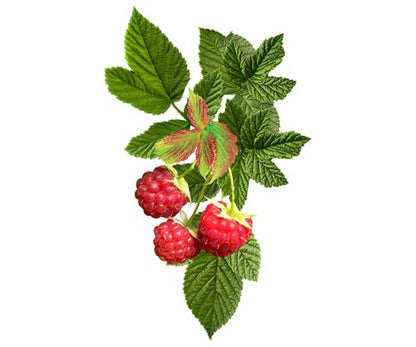 Raspberry Shortcake® Raspberry