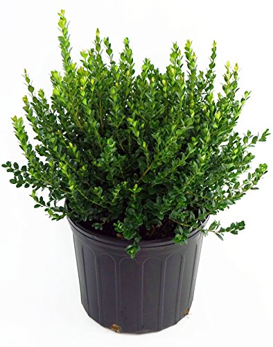 Baby Gem Boxwood in black planter with white background