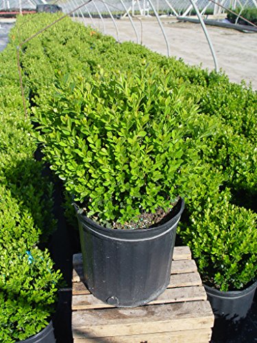 Baby Gem Boxwood planted in black pot