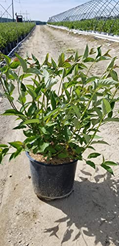 Bailey's Red Twig Dogwood in nursery planter