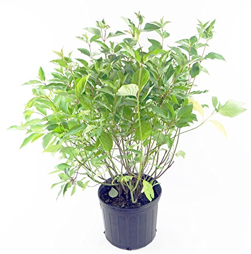 Bailey's Red Twig Dogwood in pot