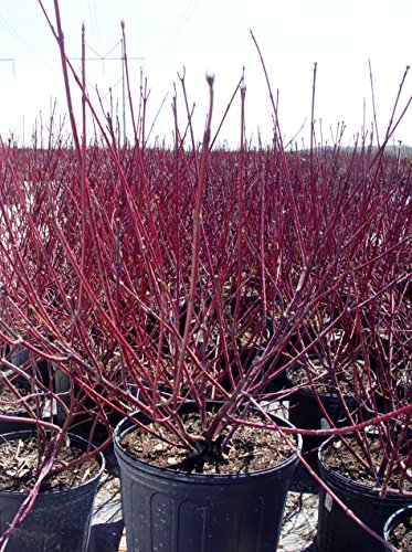 Bailey's Red Twig Dogwood red twigs
