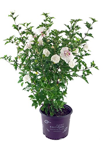 Bali™ Rose of Sharon in branded pot