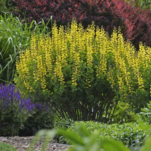 Baptisia Decadence Lemon Meringue blooming in the garden