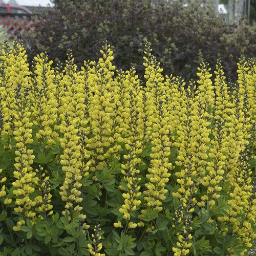 Baptisia Decadence Lemon Meringue foliage and flower stems in garden