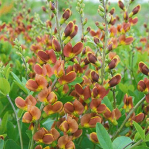 Baptisia hybrid Decadence® Cherries Jubilee